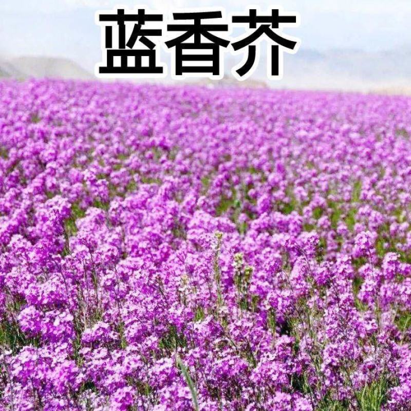 蓝香芥种子，欧亚香花芥多年生草本耐寒花种籽花海庭院绿化种