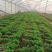 清香木多规格驱蚊观叶植物多年生基地供应诚信经营