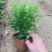 清香木多规格驱蚊观叶植物多年生基地供应诚信经营