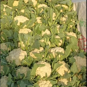 河北邯郸产地货源新鲜采摘暖棚精品松花菜
