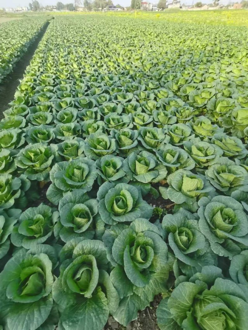 彭州黄心大白菜上市了