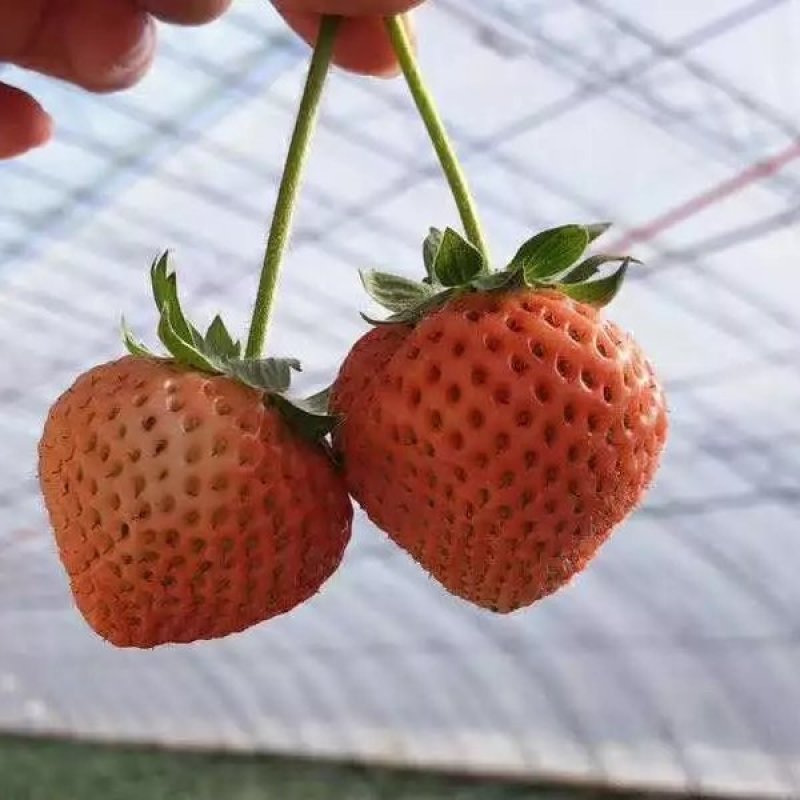 桃熏美白姬草莓苗