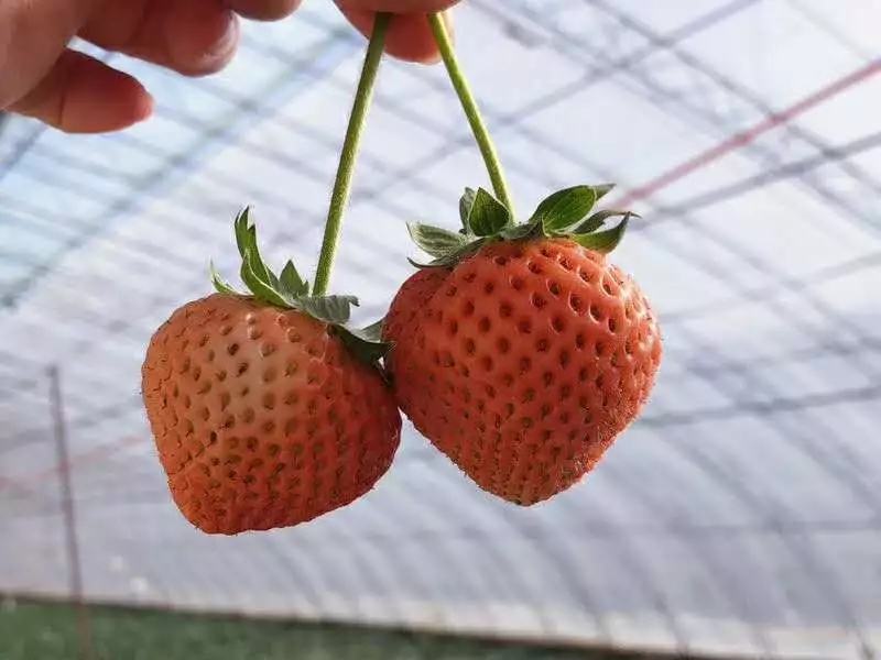 桃熏美白姬草莓苗