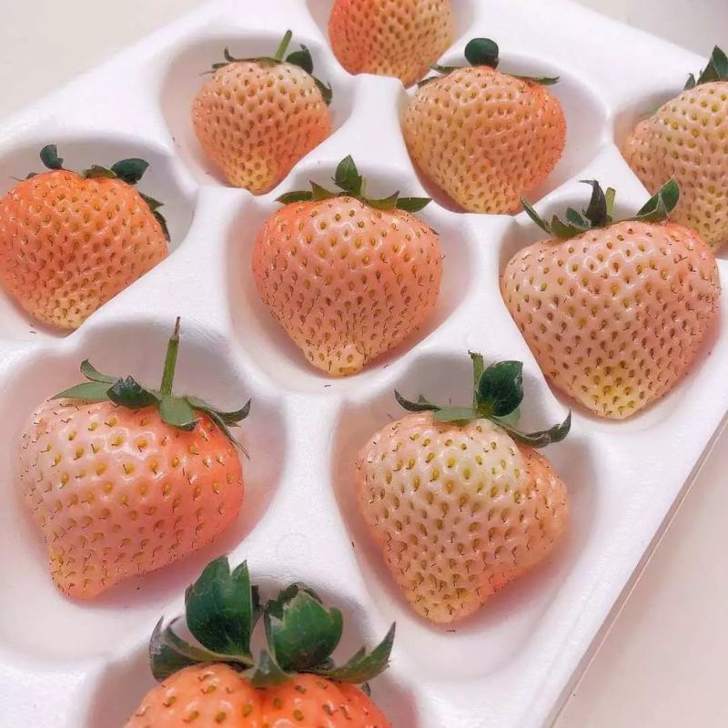 桃熏美白姬草莓苗