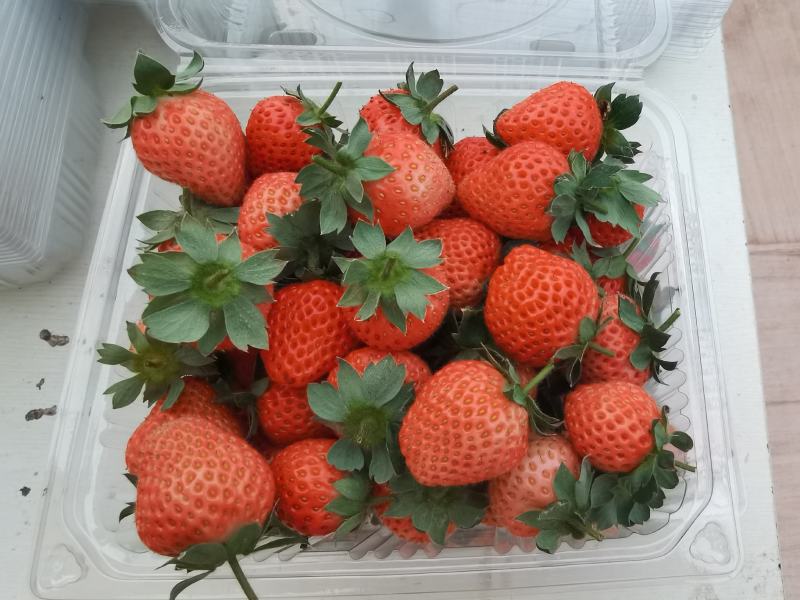 桃熏美白姬草莓苗
