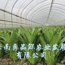 云南油麦菜精品油麦菜蔬菜出口