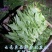 云南油麦菜精品油麦菜蔬菜出口