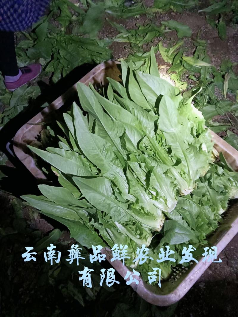 云南油麦菜精品油麦菜蔬菜出口