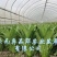 云南油麦菜精品油麦菜蔬菜出口