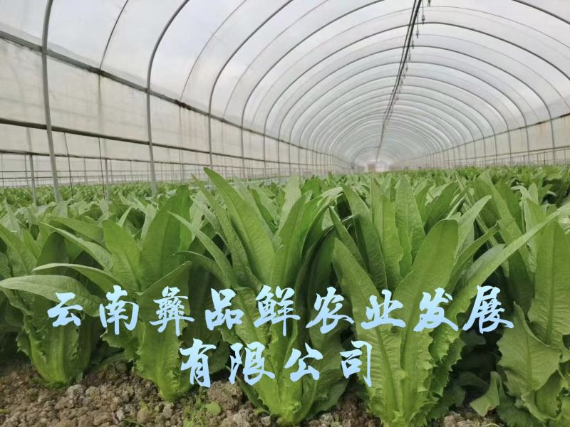 云南油麦菜精品油麦菜蔬菜出口