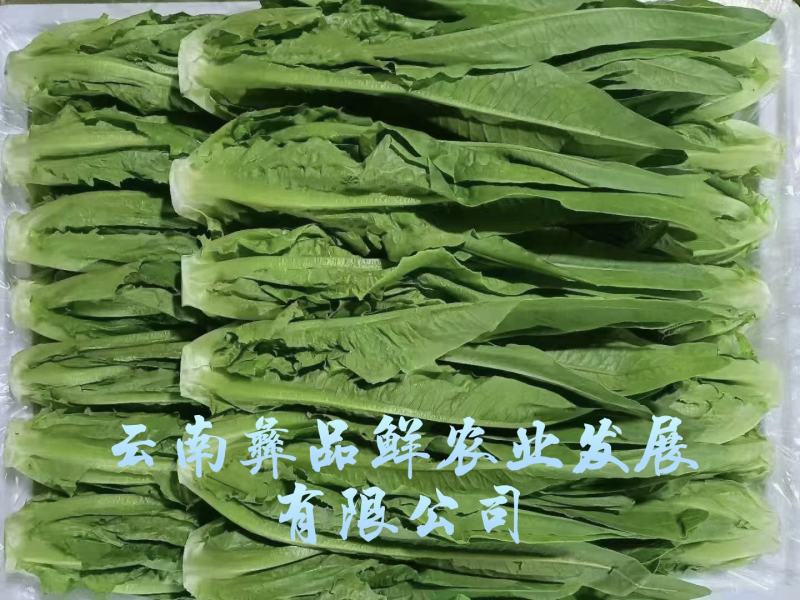 云南油麦菜精品油麦菜蔬菜出口