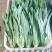 云南油麦菜精品油麦菜蔬菜出口