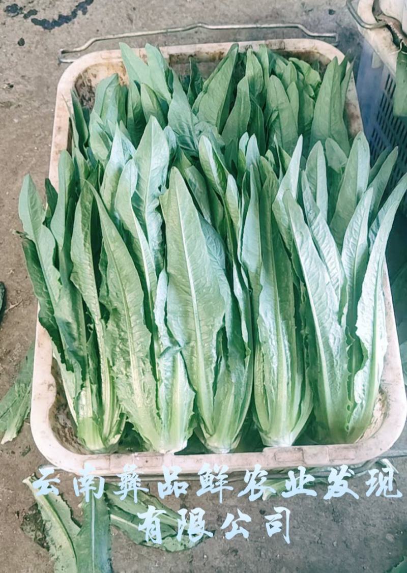云南油麦菜精品油麦菜蔬菜出口