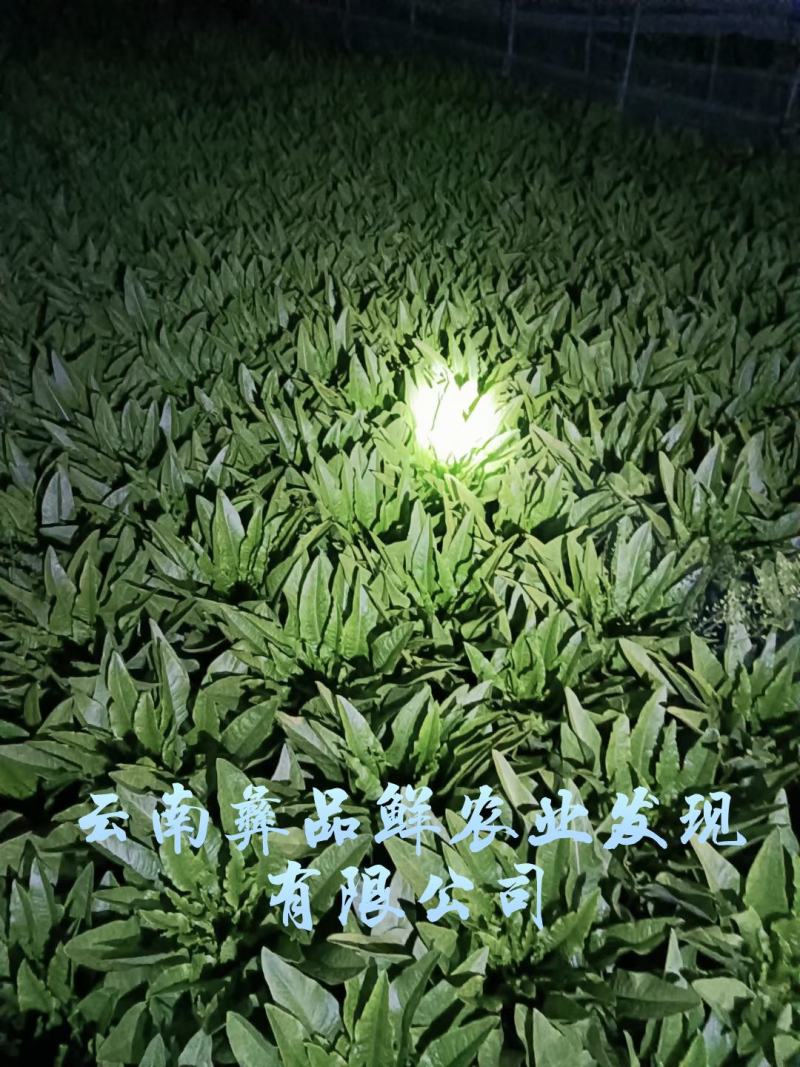 云南油麦菜精品油麦菜蔬菜出口