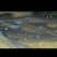 河南省正阳县，草鱼，鲢鱼，青鱼