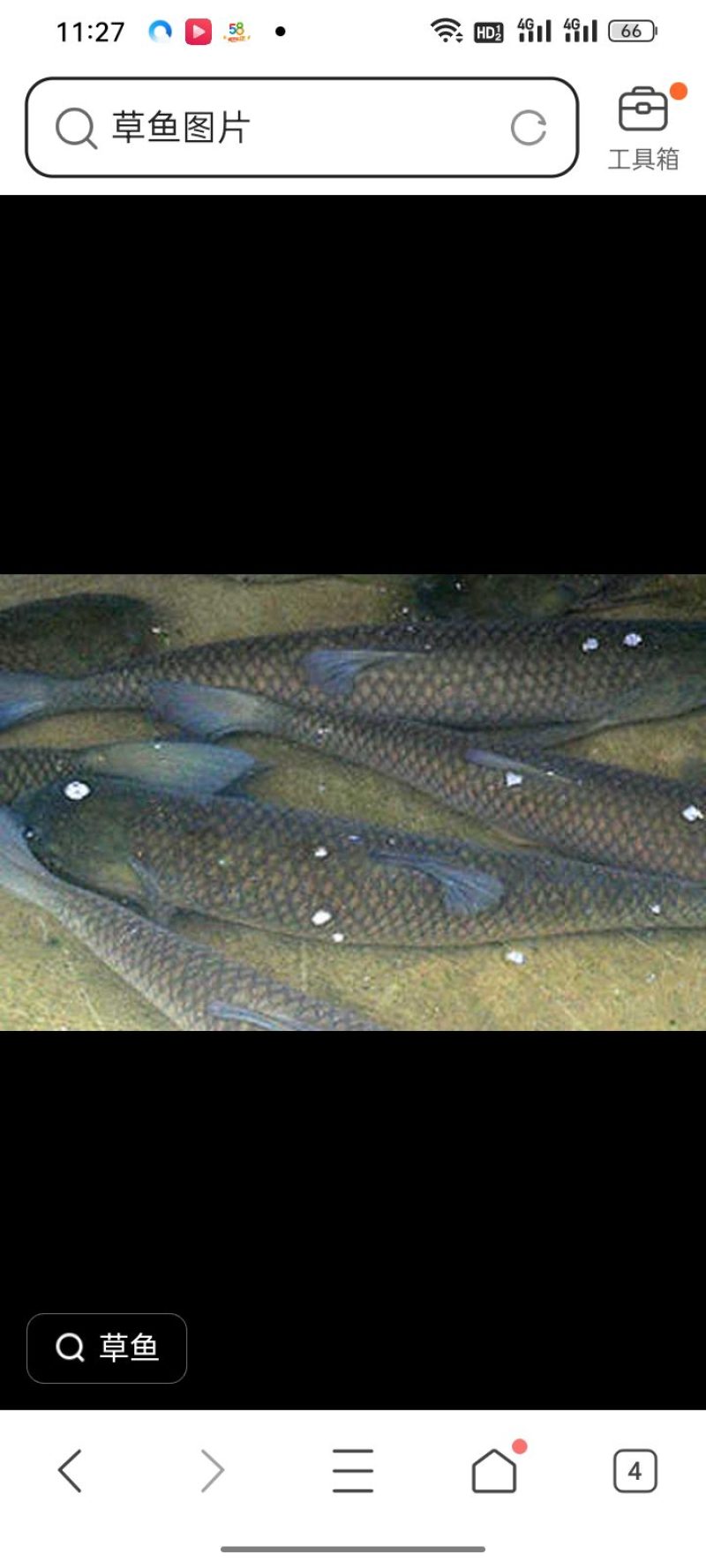 河南省正阳县，草鱼，鲢鱼，青鱼
