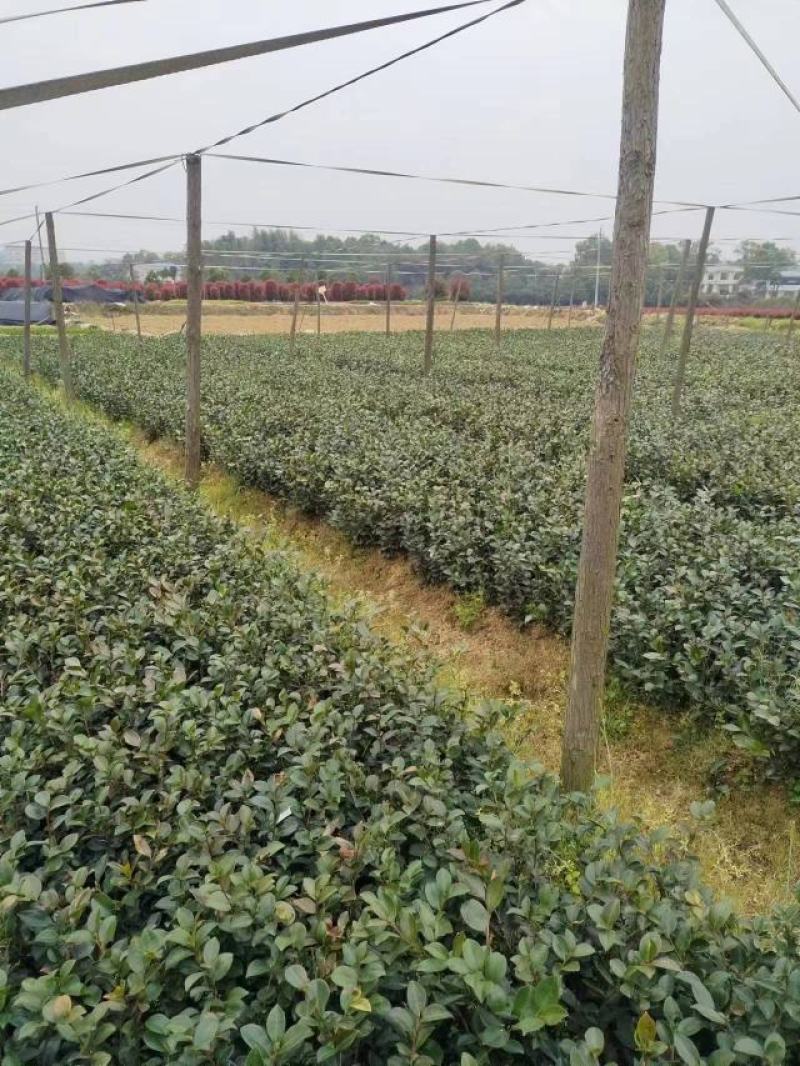 茶梅小苗地被