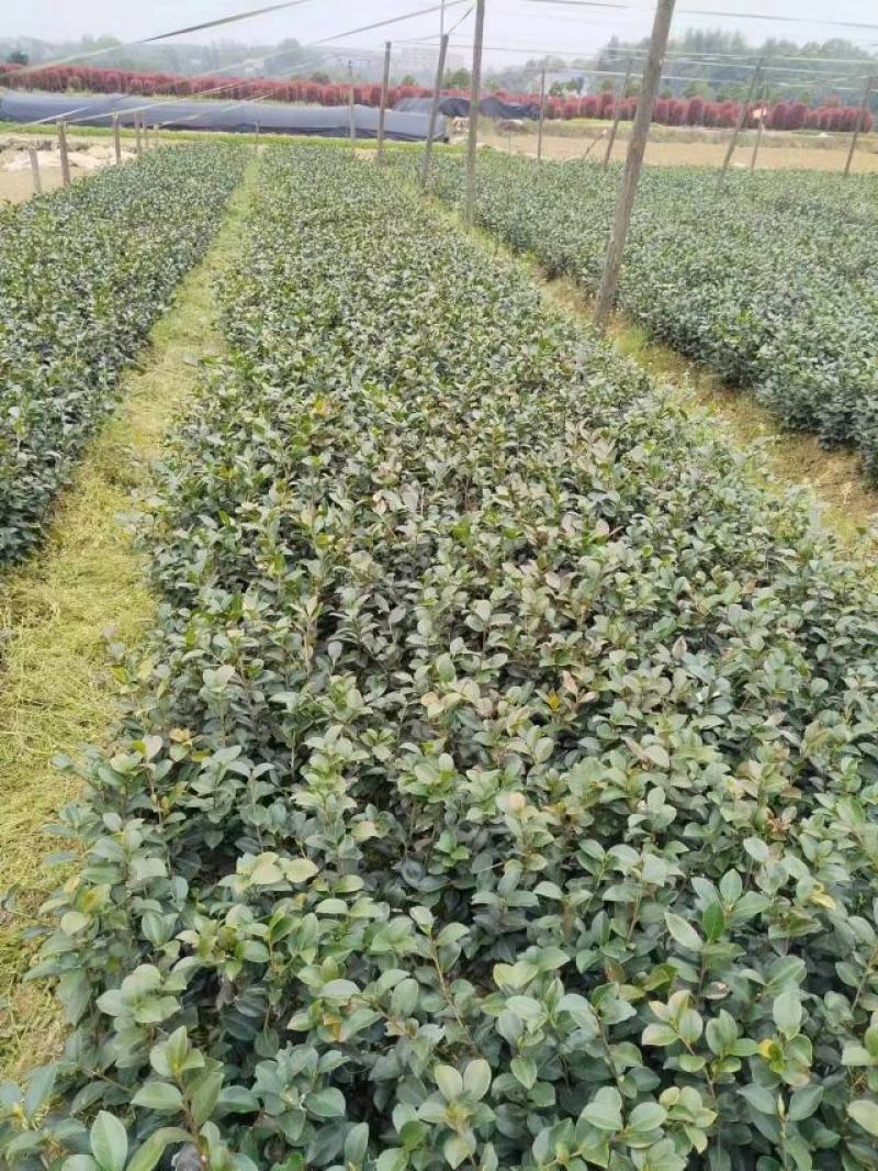 茶梅小苗地被