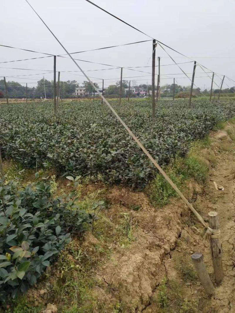 茶梅小苗地被