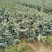 茶梅小苗地被