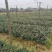 茶梅小苗地被
