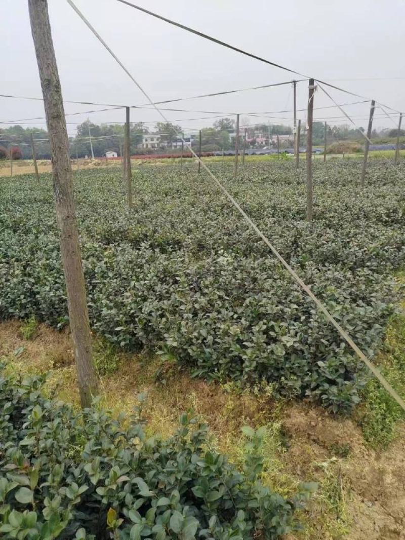 茶梅小苗地被