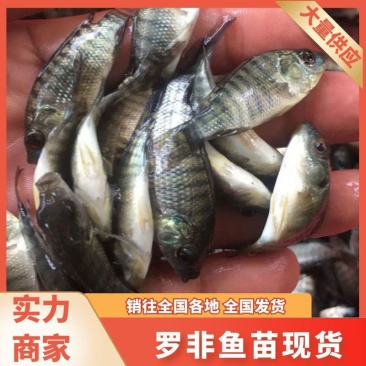 罗非鱼苗海南一号新吉富抗病强精选优质雄性快大脆肉罗非鱼苗