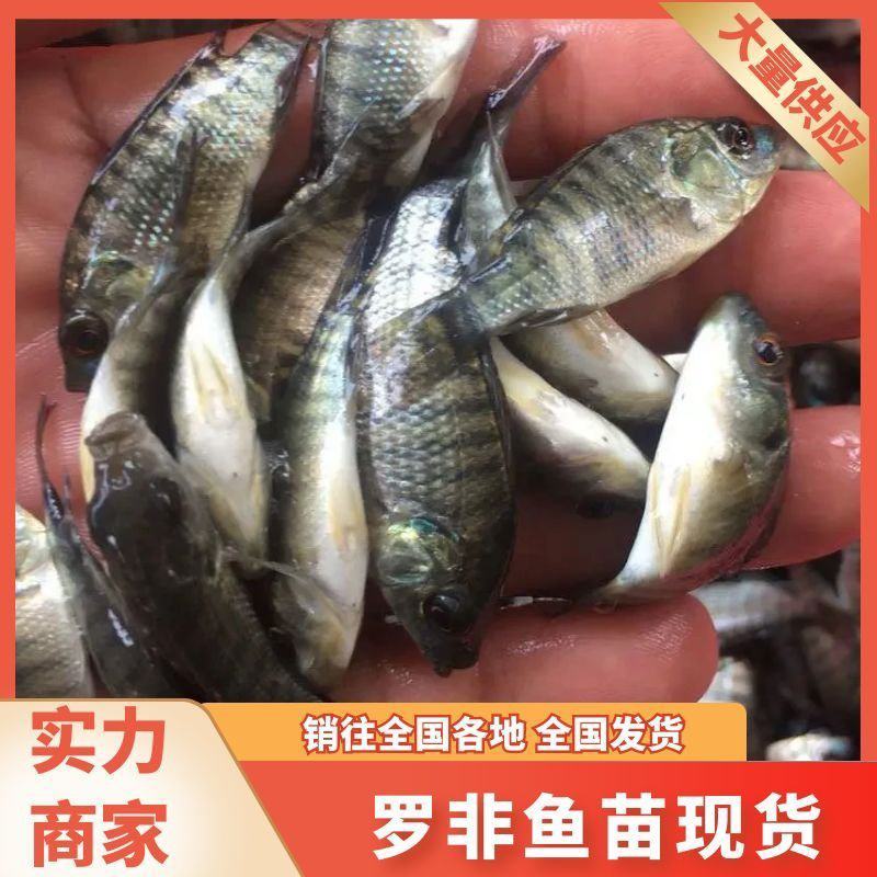 罗非鱼苗海南一号新吉富抗病强精选优质雄性快大脆肉罗非鱼苗