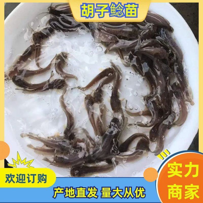 本地塘鲺鱼苗8须胡子鲶鱼苗三黄塘鲺塘角鱼活体淡水养殖鱼苗