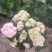 园林景观八仙花绣球花期长品种多规格多诚信经营