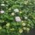 园林景观八仙花绣球花期长品种多规格多诚信经营