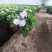 园林景观八仙花绣球花期长品种多规格多诚信经营