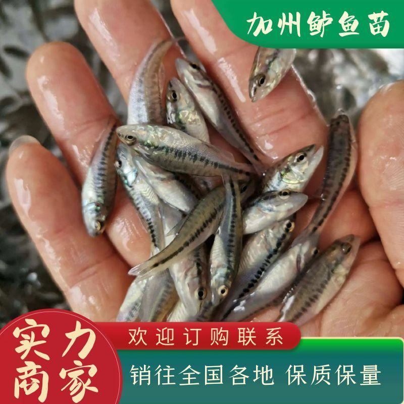 鲈鱼苗优鲈3号淡水加州鲈大口黑鲈鱼苗已驯化高位池土塘养殖