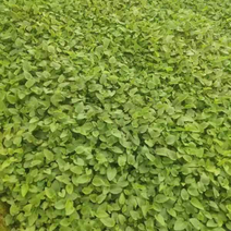 产地青州紫花地丁花卉盆景园林绿化大量现货量大从优
