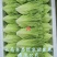 云南生菜意大利生菜蔬菜出口