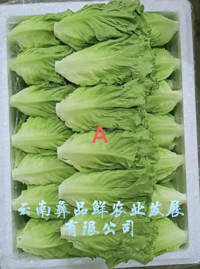 云南生菜意大利生菜蔬菜出口