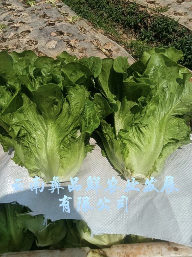 云南生菜意大利生菜蔬菜出口