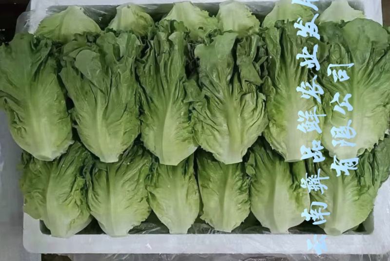 云南生菜意大利生菜蔬菜出口