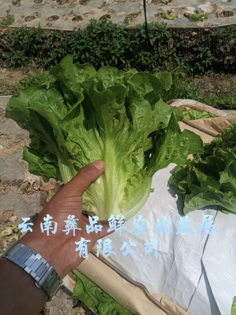 云南生菜意大利生菜蔬菜出口