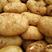 云南红河土豆大量上市，丽薯6号，V7有货，保质保量，诚信