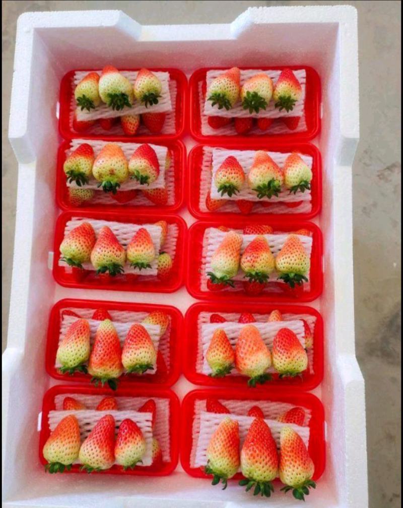 天仙醉草莓