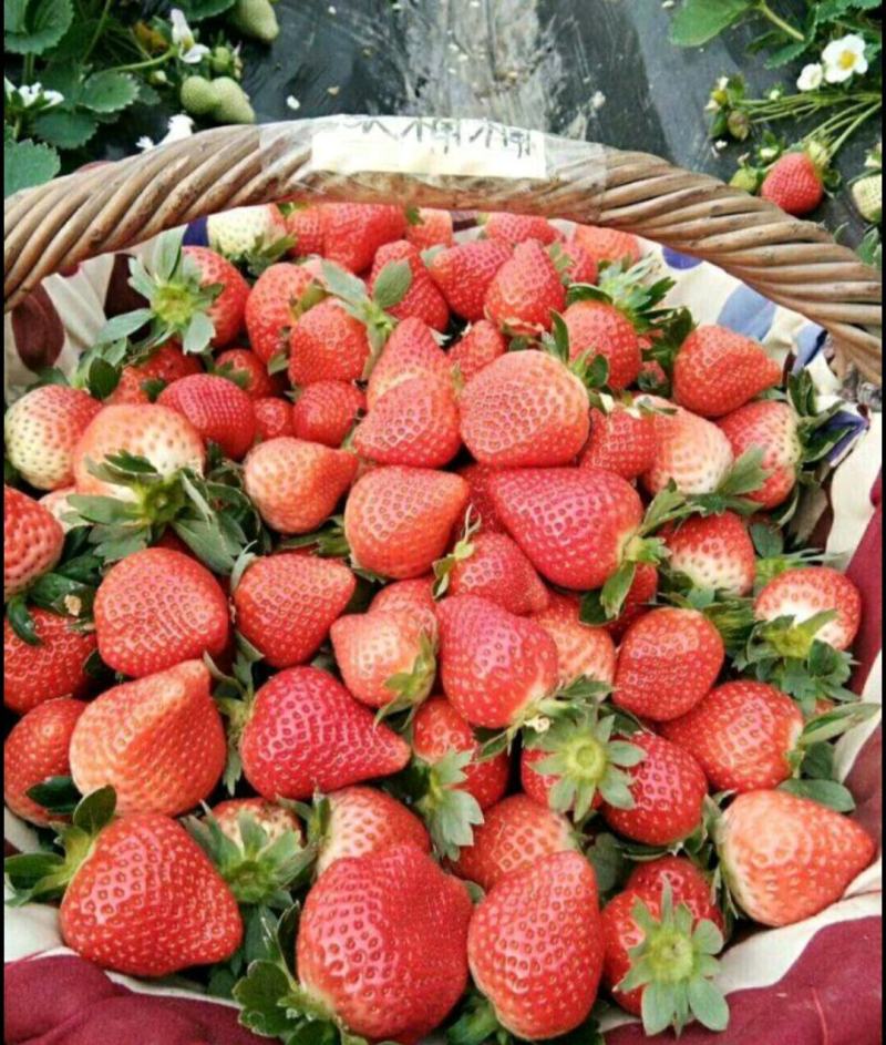 天仙醉草莓