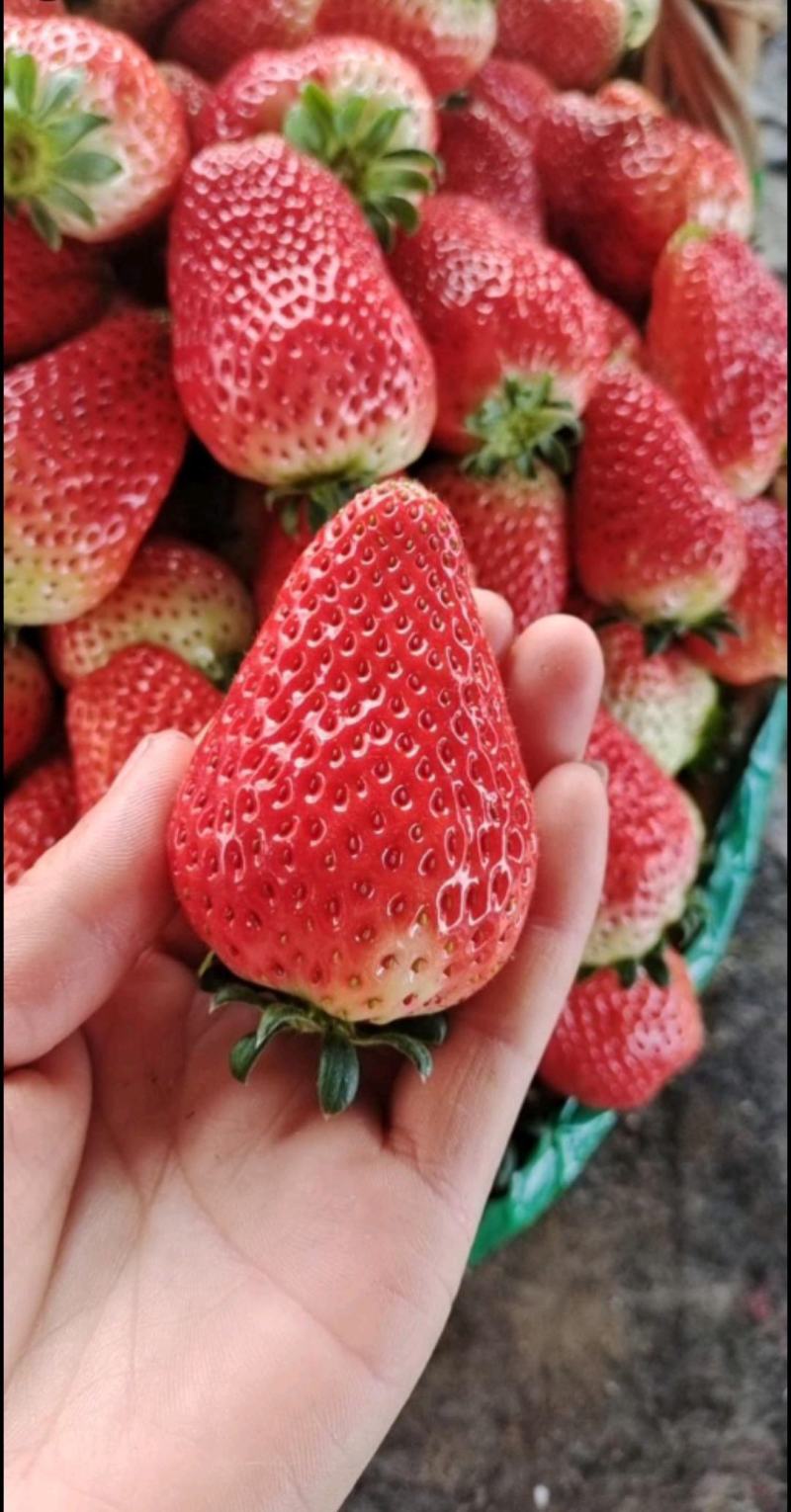 天仙醉草莓
