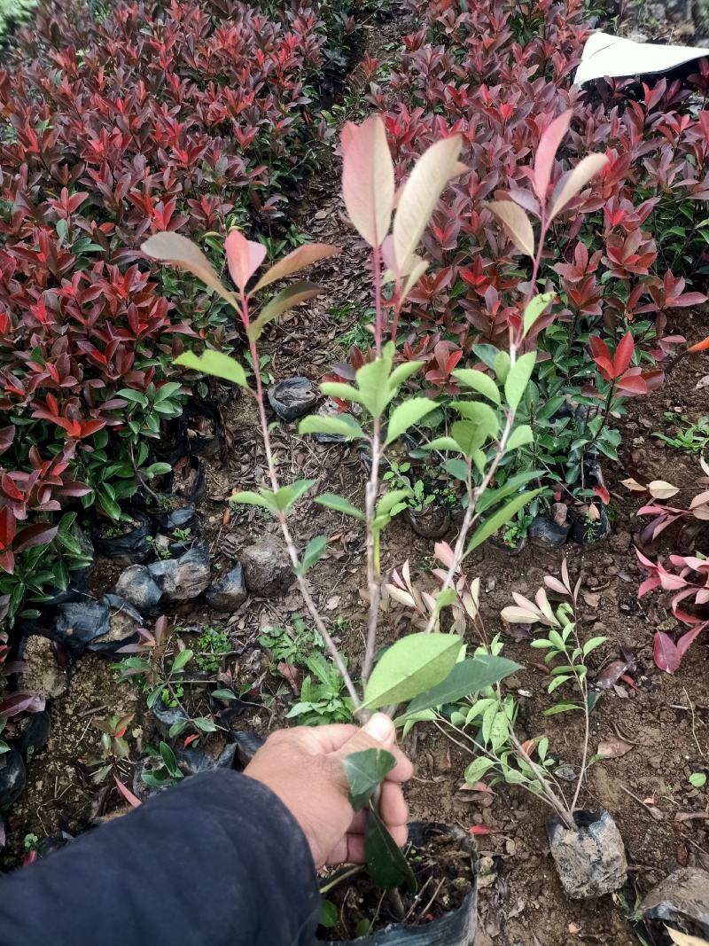 红叶石楠
