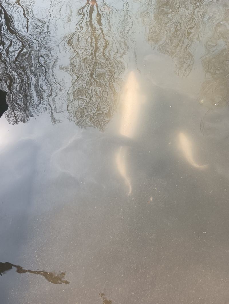 稀有大白鲟