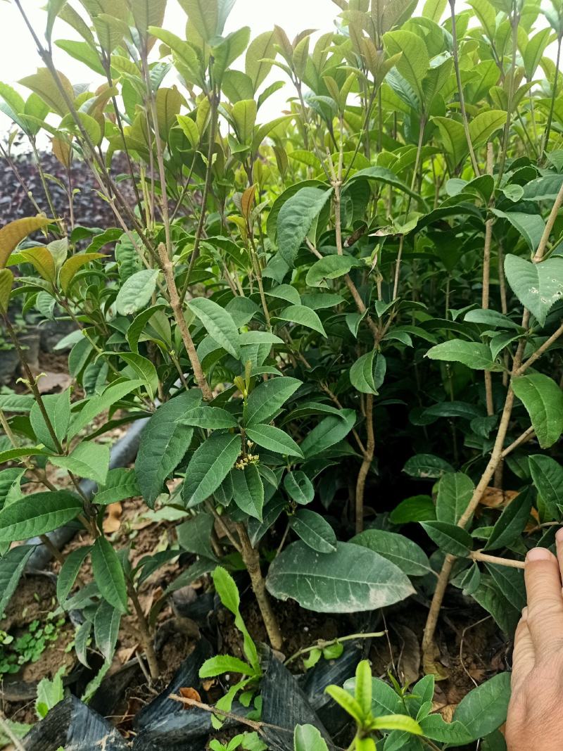 四季桂大杯苗