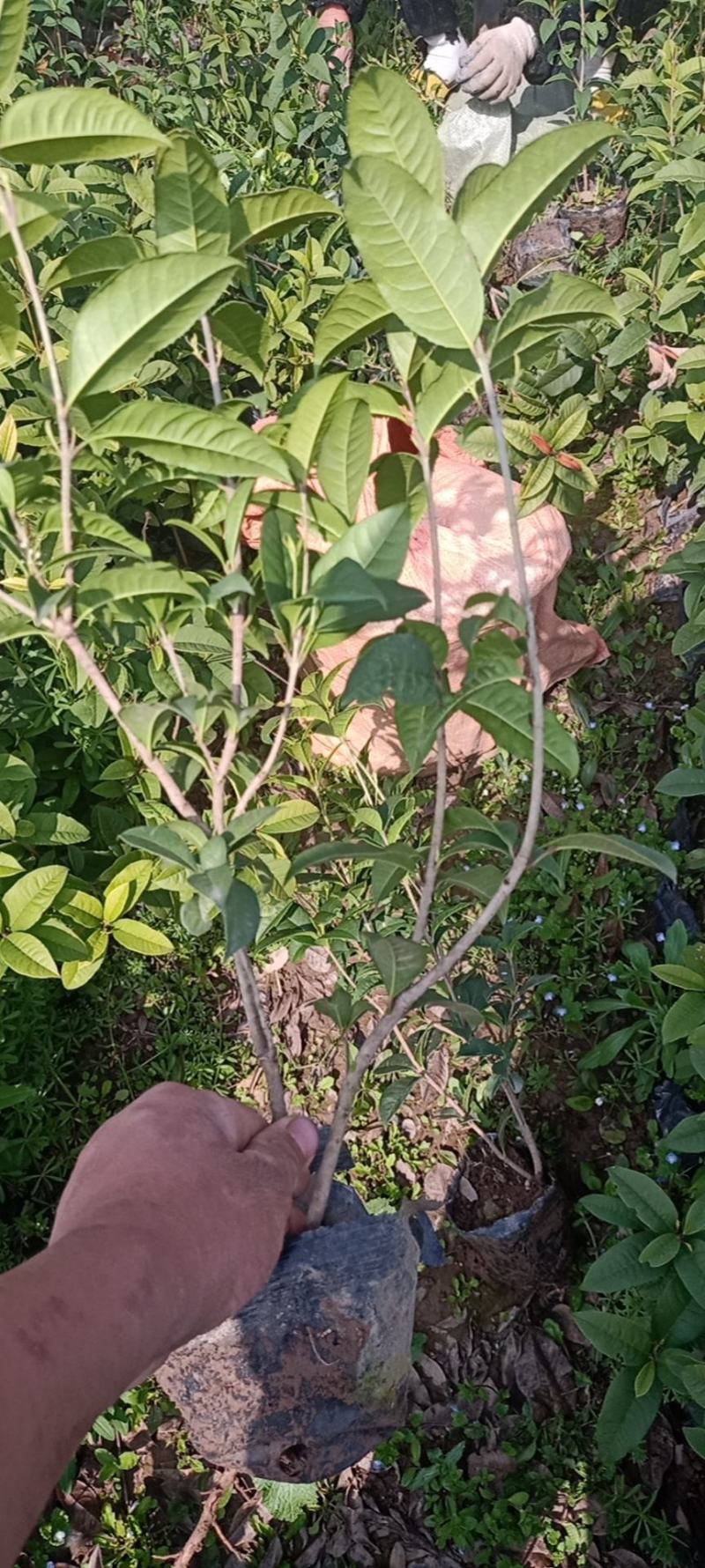 四季桂大杯苗