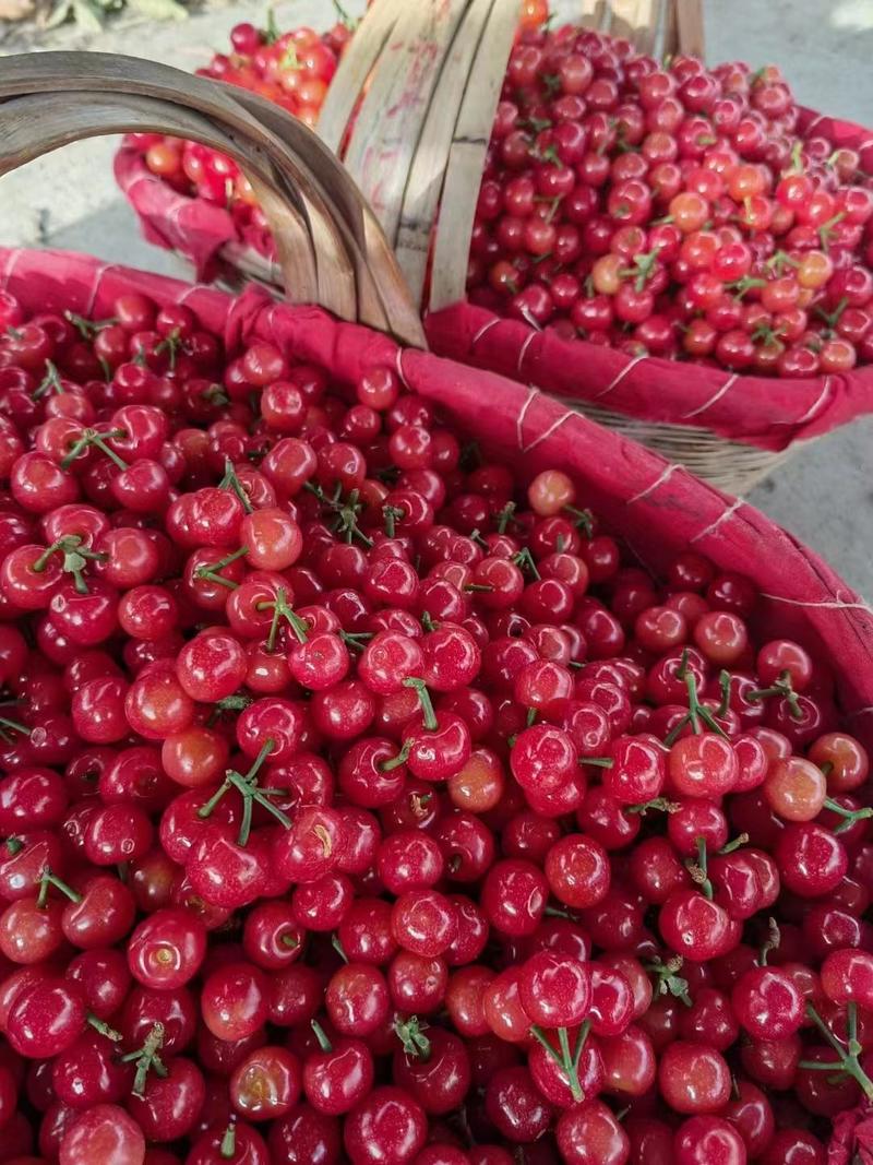 米易樱桃，樱桃大量上市了，各位老板可以发货了，支持冷链空