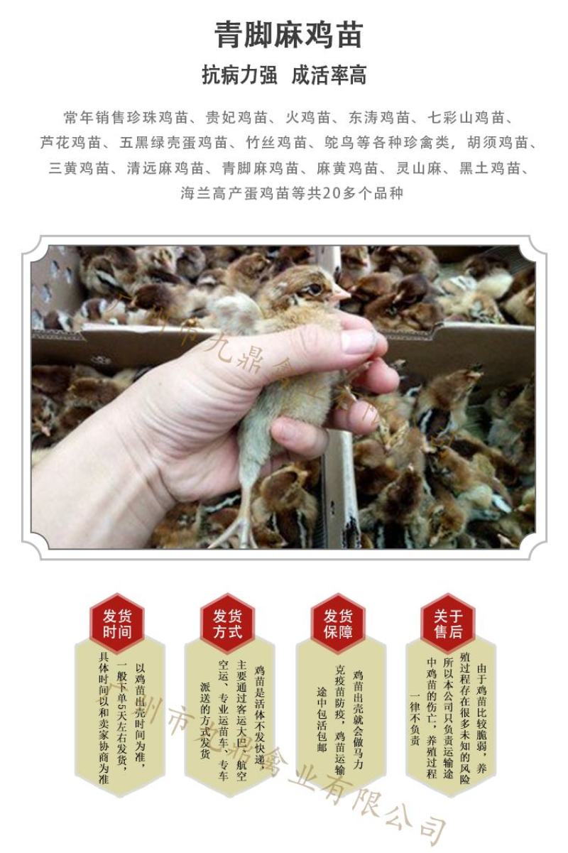 广州孵化场直售大种青脚麻鸡苗青脚土鸡苗运输包邮包做疫苗