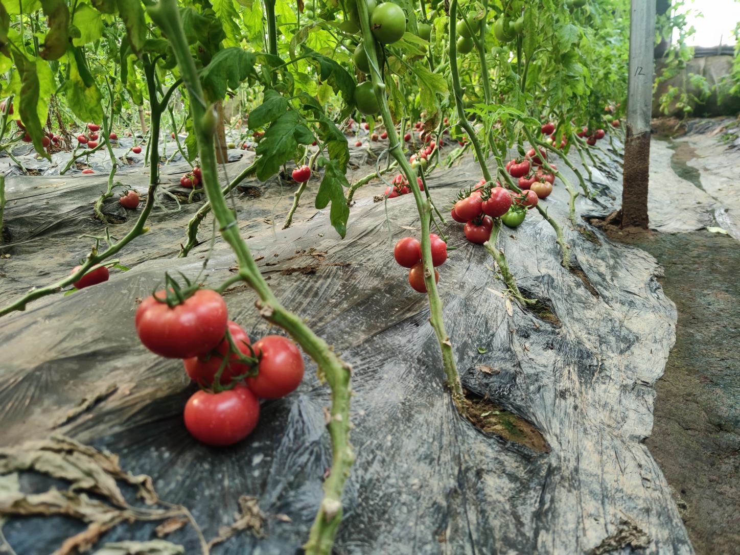 普罗旺斯西红柿果园